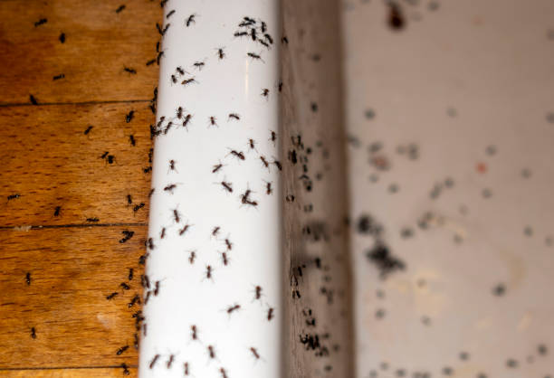 Best Pest Removal Services  in Damascus, OR