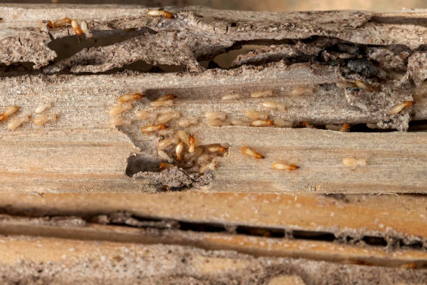 Best Insect Control  in Damascus, OR